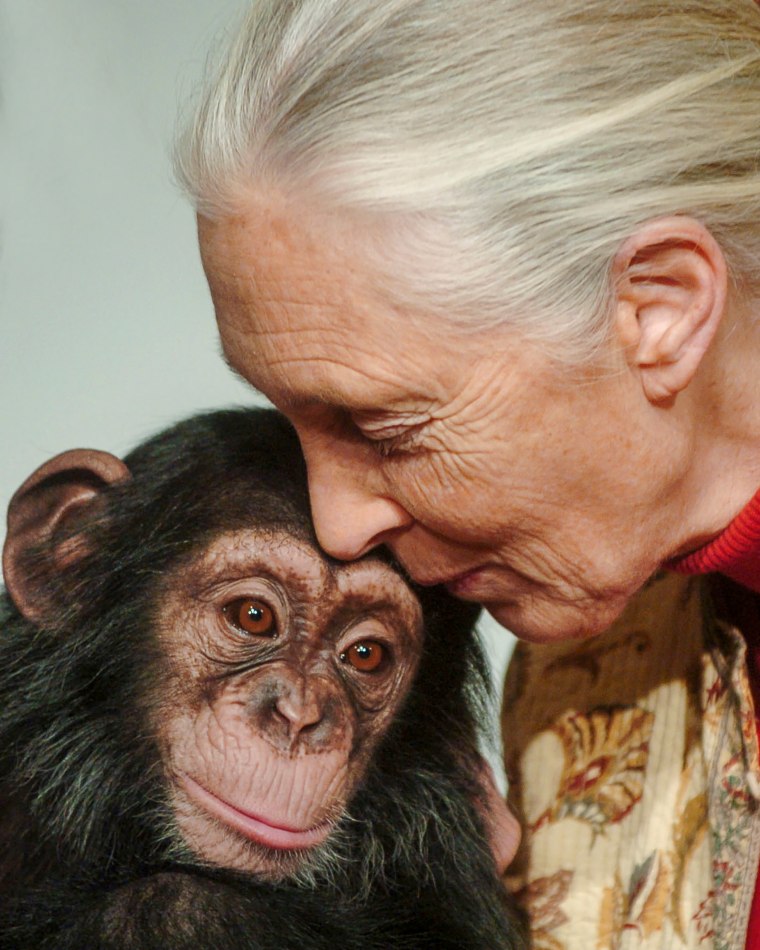 Jane Goodall kisses chimpanzee.