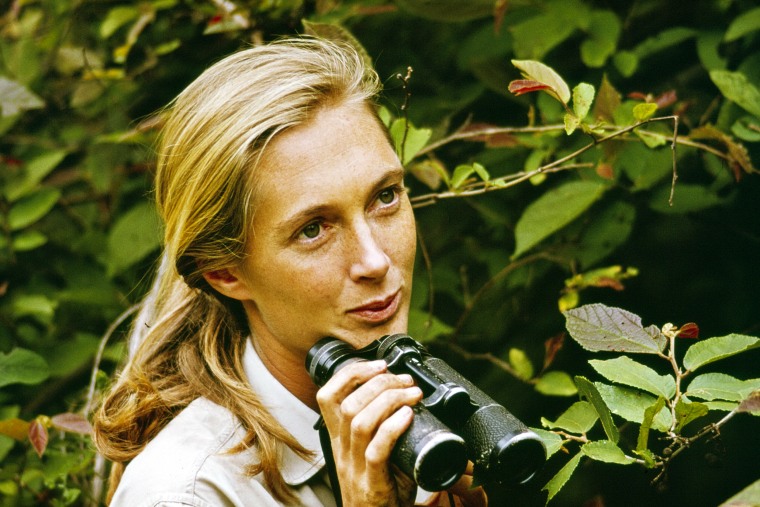 A young Jane Goodall holds binoculars on one of her early expeditions.