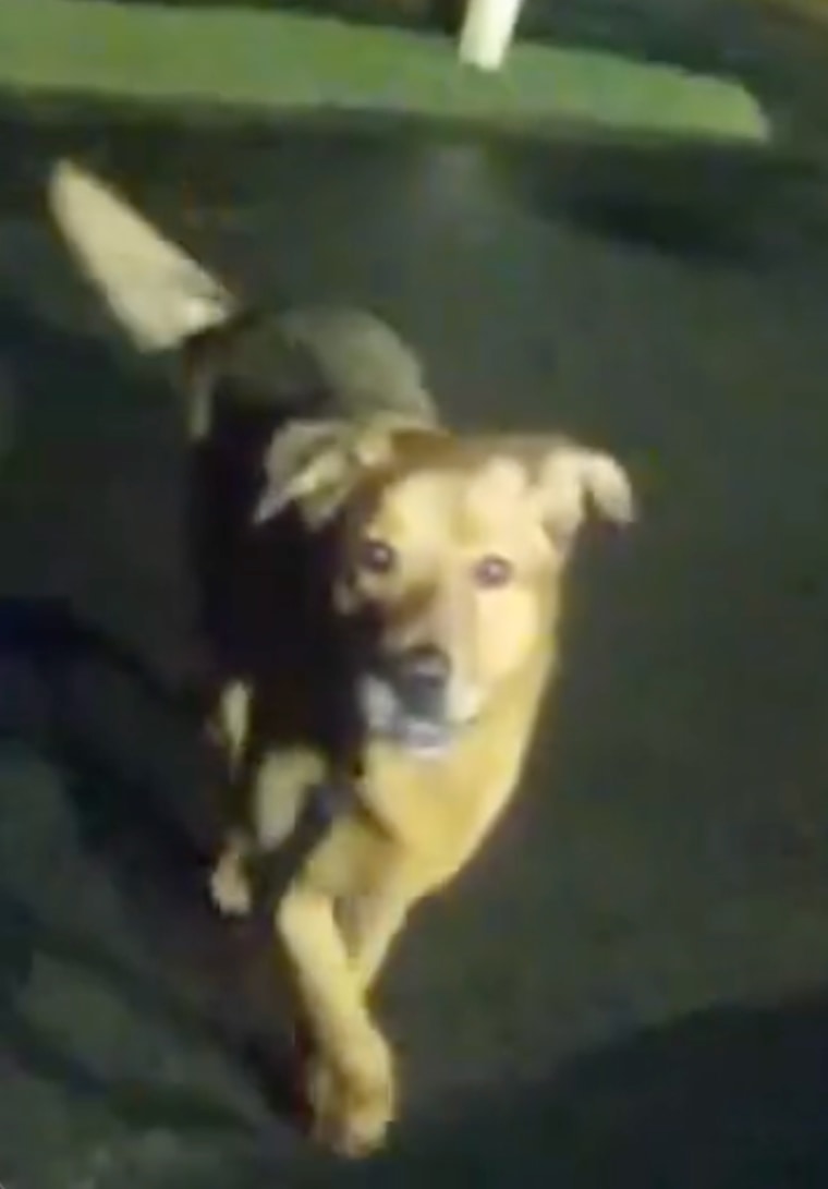 A bodycam capture of a dog walking on a street at night