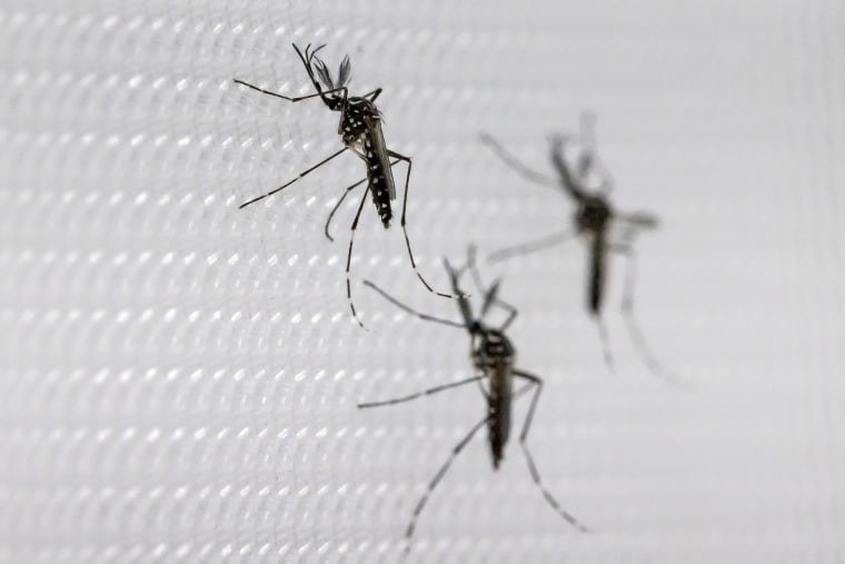 Oxitec Produces Genetically Modified Mosquitos To Fight Dengue