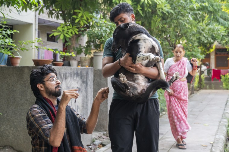 Rahul Malik, 27, administers anti-rabies vaccination to stray dogs in Noida, India, October 14, 2025. With the help of local feeders,