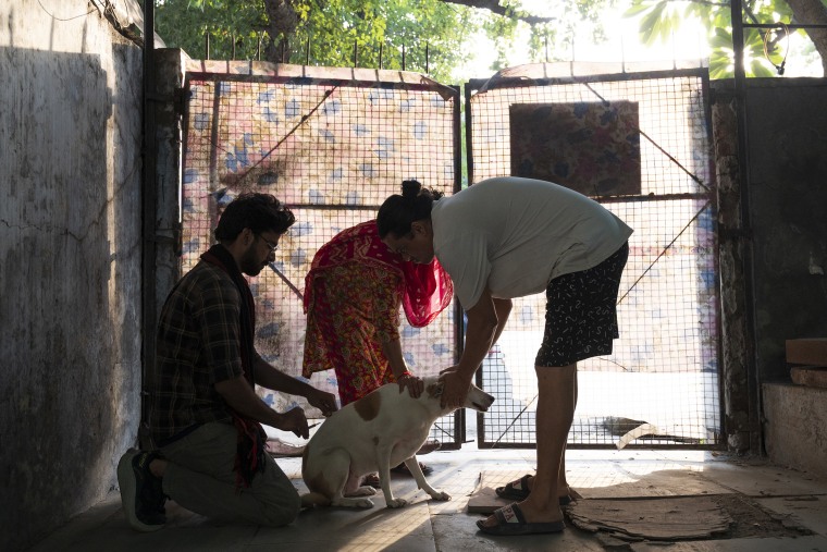With the help of local feeders, Malik vaccinates stray dogs in Noida.