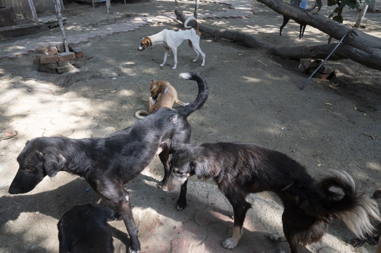 Dulari Animal Care Centre houses over 100 stray dogs.