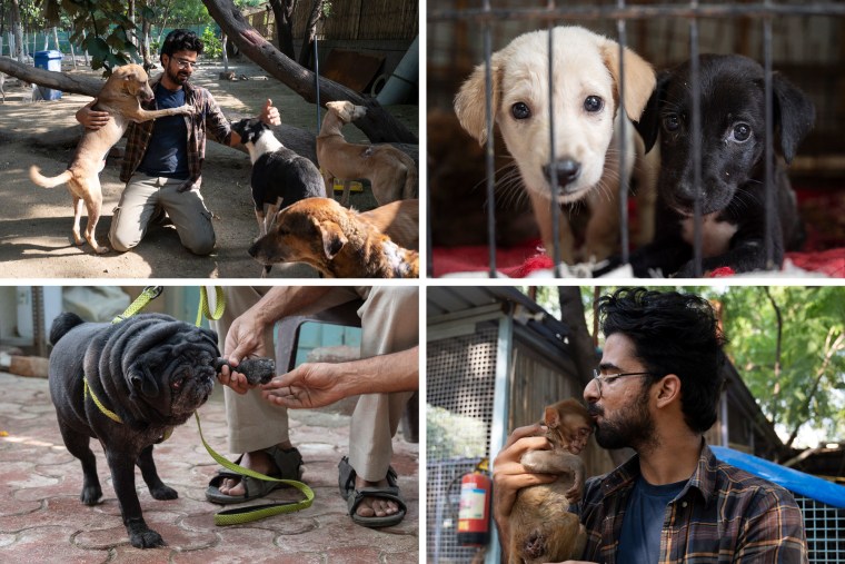 Animals at Dulari Animal Care Centre.