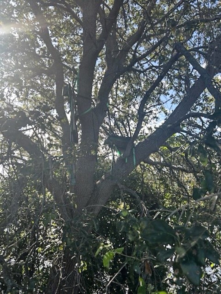 A hunting stand seen on a tree branch