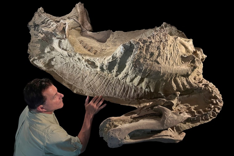 Fossilized “mummy” of the duck-billed dinosaur Edmontosaurus
