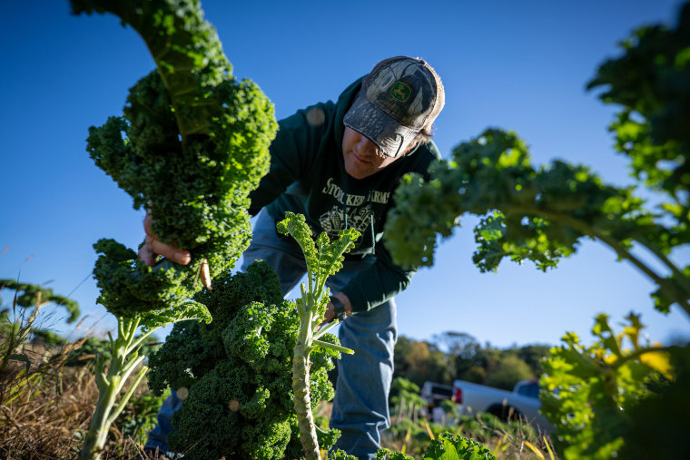 Charles Stoecker harvests kale