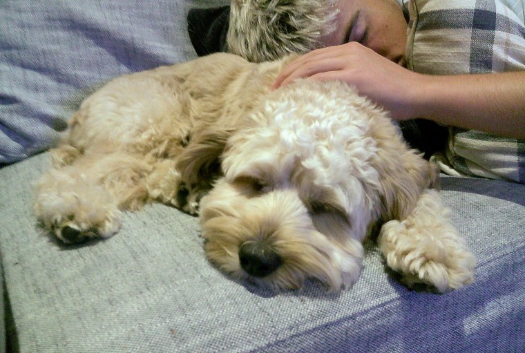 Carson Daly tiết lộ gia đình anh vừa nhận nuôi một chú chó mới tên là Bucky.