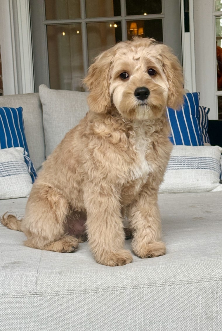 Carson Daly tiết lộ gia đình anh vừa nhận nuôi một chú chó mới tên là Bucky.