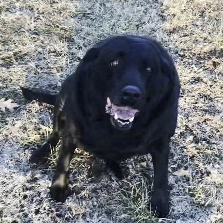 Cheddar's Scratch Kitchen Fulfills Customer's Special Request — His Dog's Last Meal