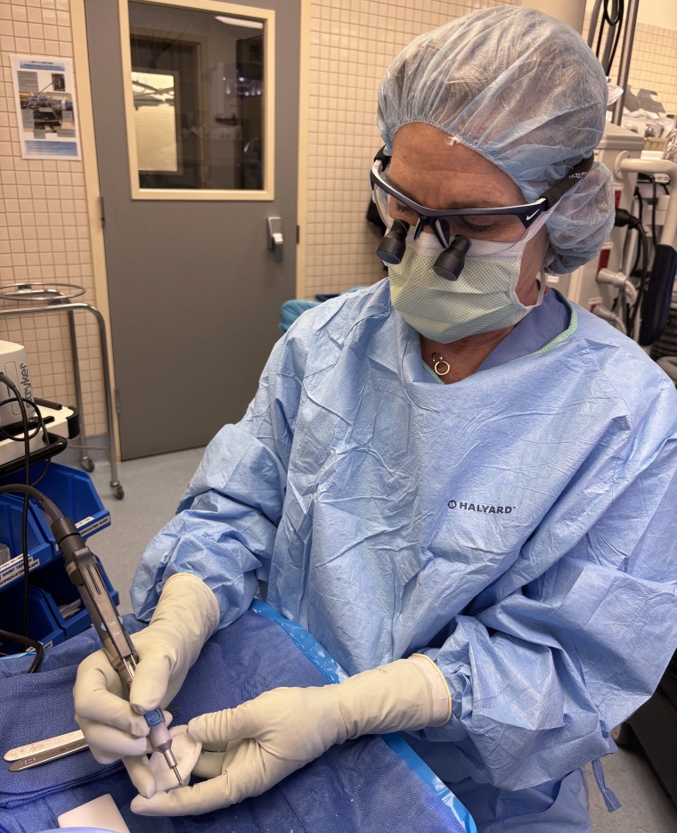 Lewin prepares the 3D-printed ear in the operating room.