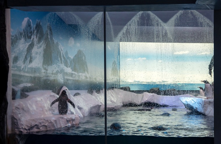 Pingüinos papúa en el acuario Sea Life London