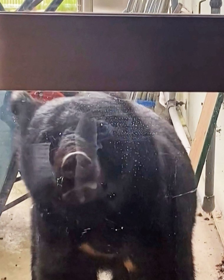 Image: JAPAN-ANIMAL-ENVIRONMENT-CLIMATE-DEMOGRAPHICS