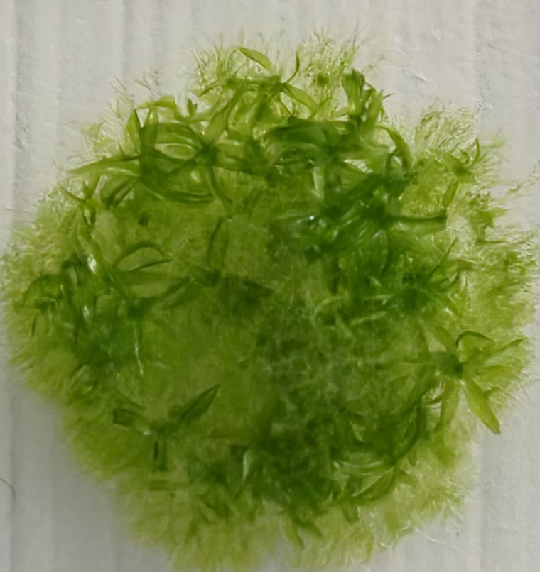 Space moss spores aft germination.