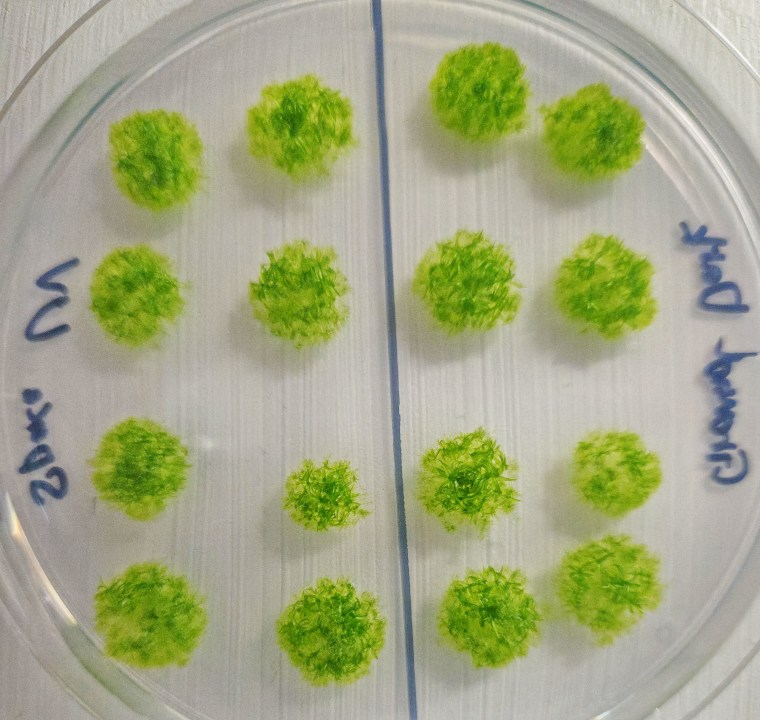 Germinated moss spores aft abstraction exposure