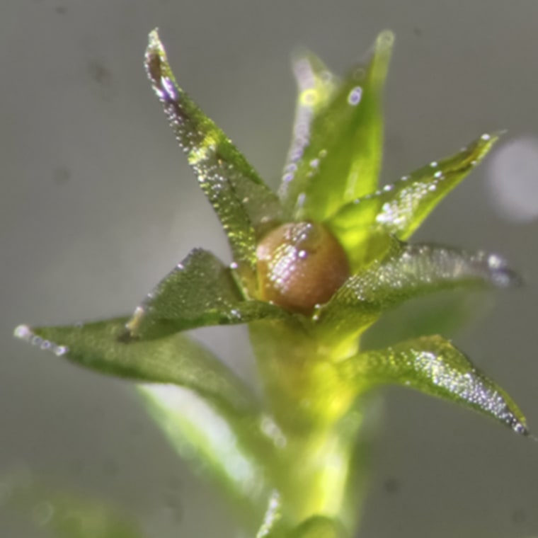 Sporophyte sample from nan abstraction vulnerability experiment.