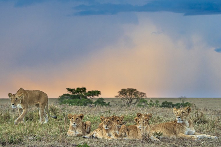 Female Lions (Panthera Leo) with cubs in Masai Mara