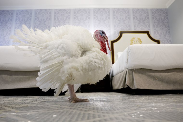 National Thanksgiving turkeys Waddle and Gobble rest in their hotel room