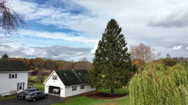 The giant Norway spruce from the Russ family's home in East Greenbush, N.Y., is being used as this year's Rockefeller Center Christmas tree.