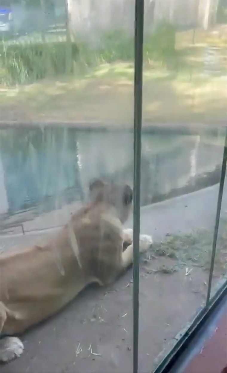 Una captura de pantalla de X muestra a Leona, la leona que mutiló a Machado. Leona se encuentra actualmente bajo evaluación.