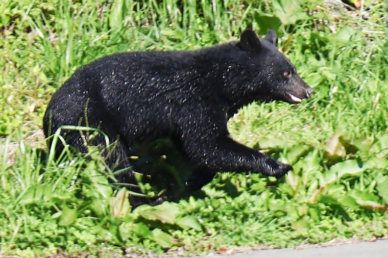 Rising bear sightings in Japan