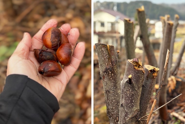 Bears have been venturing farther to find food like the nuts from beech or chestnut trees, left. Some fruit and chestnut trees were chopped down near a kindergarten in Odate so that bears would not be attracted by the food.