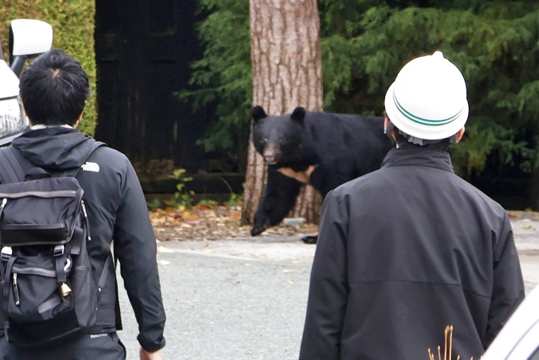 Rising bear sightings in Japan