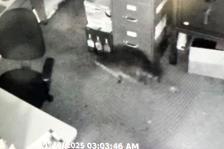 CCTV video of the raccoon entering the Virginia ABC store in Ashland.
