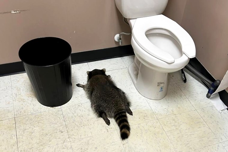 The raccoon was found passed out on the bathroom floor Saturday morning.