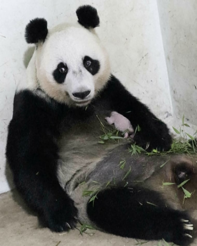 Hu Chun, a 15-year-old female giant panda, with her cub, nicknamed Rio.