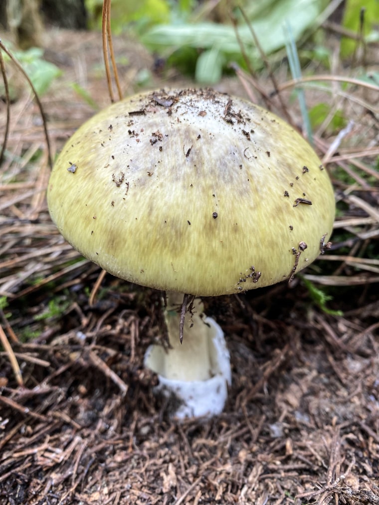 Amanita phalloides é um cogumelo da Hungria. A espécie é originária da Europa e é invasora nos Estados Unidos