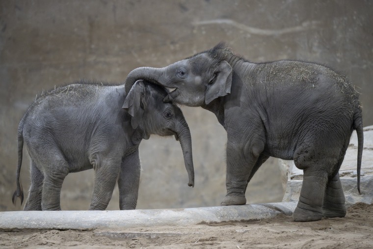 Elefant Rita Columbus Zoo Announces Name of Baby Elephant Born in October