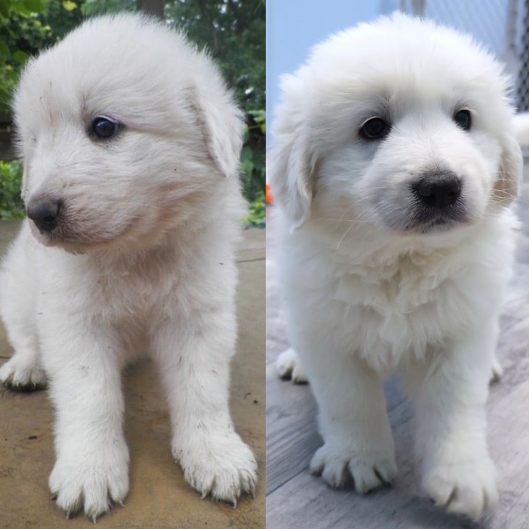 Stella and Mella as puppies.