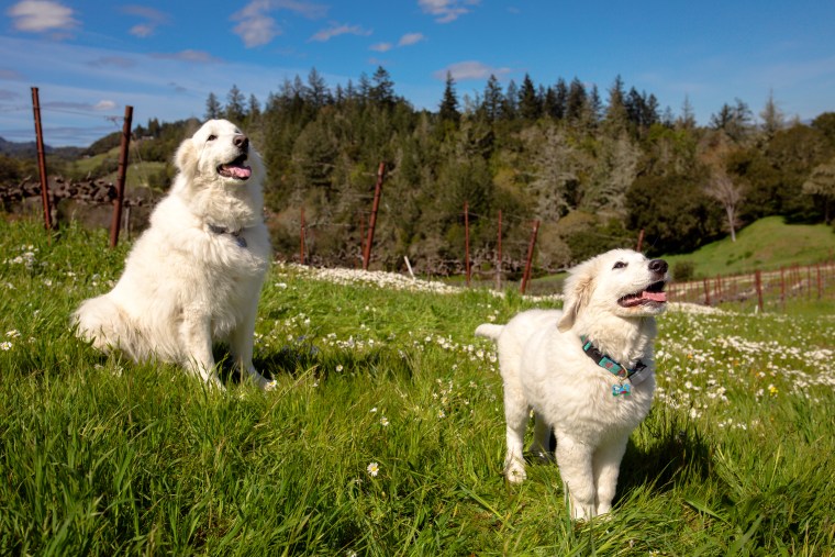 Stella and Mella today.