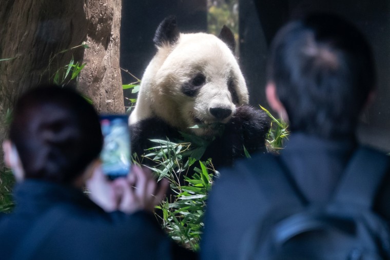 Twin giant pandas Xiao Xiao and Lei Lei are scheduled to return to China on January 27, as no prospects for new loan agreements are expected amid deteriorating bilateral relations
