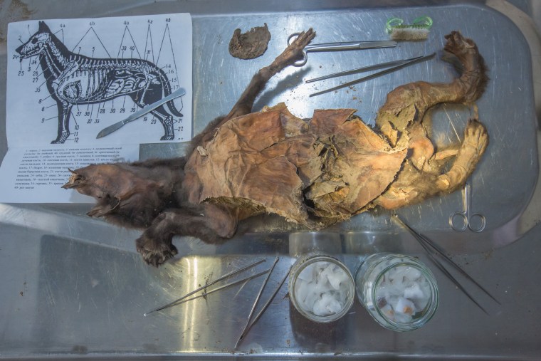 Виявлено геном 14 400-річного шерстистого носорога всередині шлунка іклоподібного вовченяти - 3