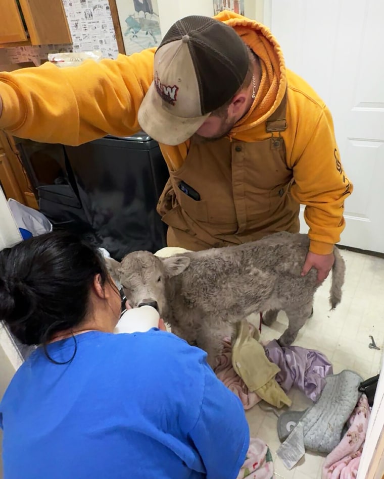 Winter Weather-Cold Calf