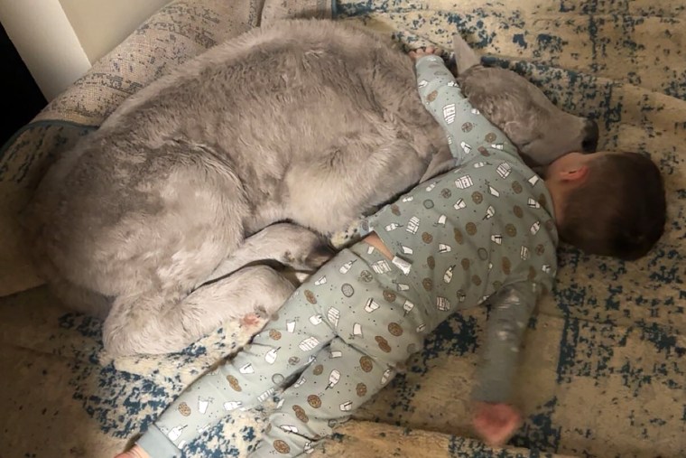 Winter Weather-Cold Calf