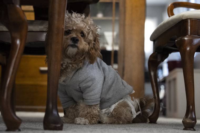 Undocumented parents in hiding in Minneapolis