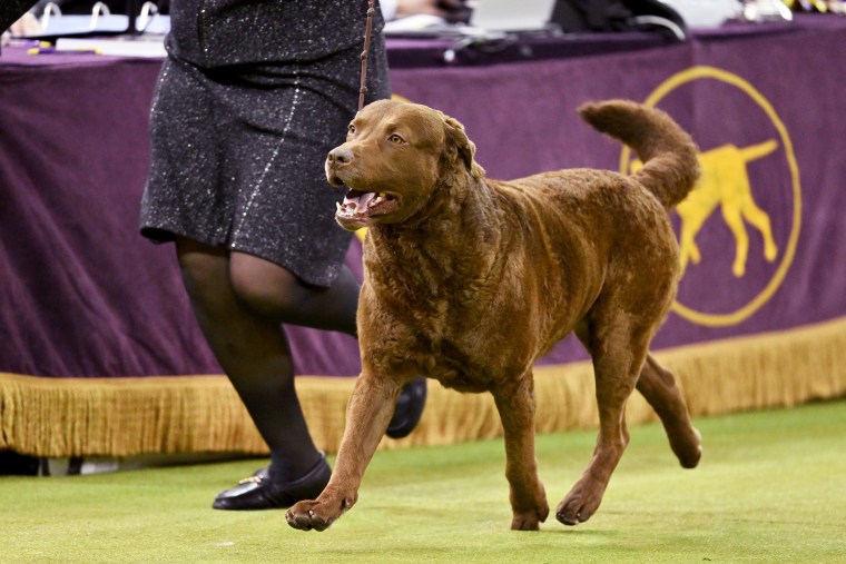 150th Westminster Kennel Club Dog Show – Junior Showmanship, Group Judging (Sporting, Working, Terrier) + Best In Show