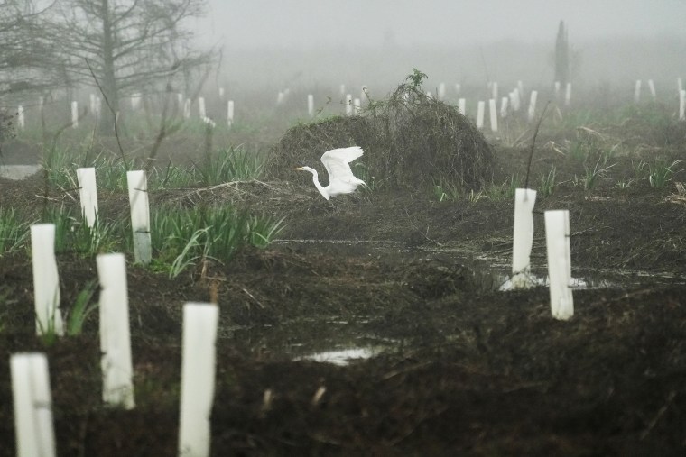 Climate Wetland Restoration Tree Planting