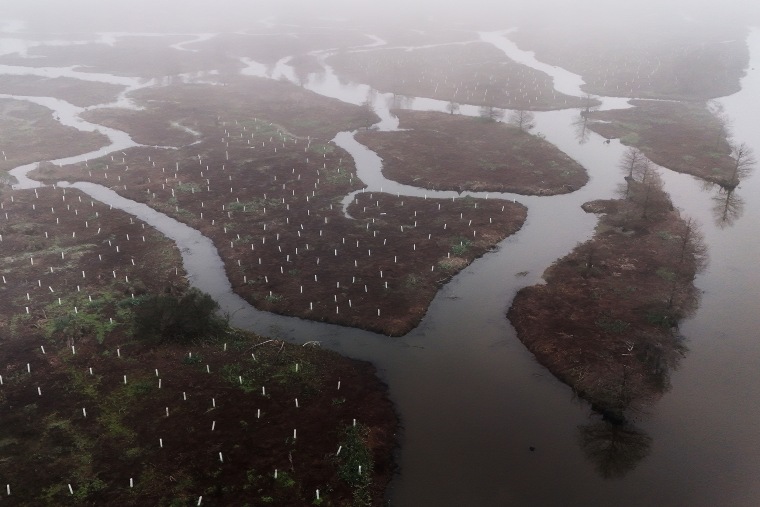 Climate Wetland Restoration Tree Planting