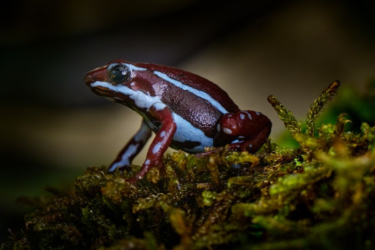 Anthony's poison arrow dart frog, Epipedobates anthonyi, around the Rio Saladillo, Argentina. Blue and dark red poison amphibian in the nature habitat. Argentina wildlife, green moss with frog.