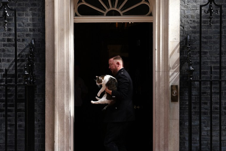 Larry the cat, the UK's most famous feline, marks 15 years on Sunday as the country's chief mouser patrolling the corridors of power around number 10 Downing Street. \