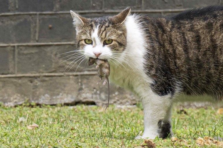 Weekly Cabinet Meeting in Downing Street