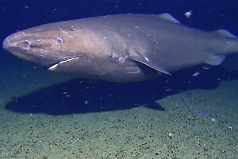 The slow-moving sleeper sharks could have long been in Antarctica without anyone noticing.