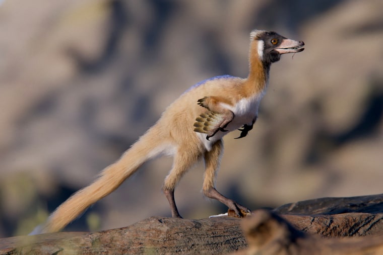 Alnashetri cerropoliciensis, a Cretaceous Period dinosaur that lived about 95 million years ago in Patagonia