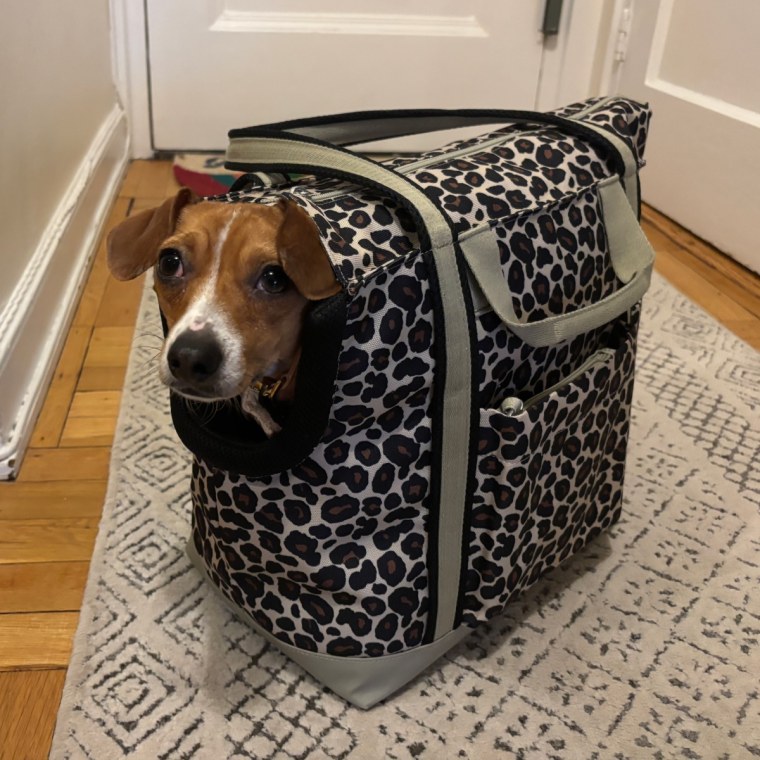 Malin uses Cleverpup’s Transit Tote almost every day to bring her dog to daycare and run errands — it’s comfortable for her to hold and for her dog to rest in.