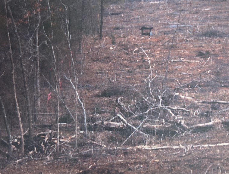 Clear cut in February 2011