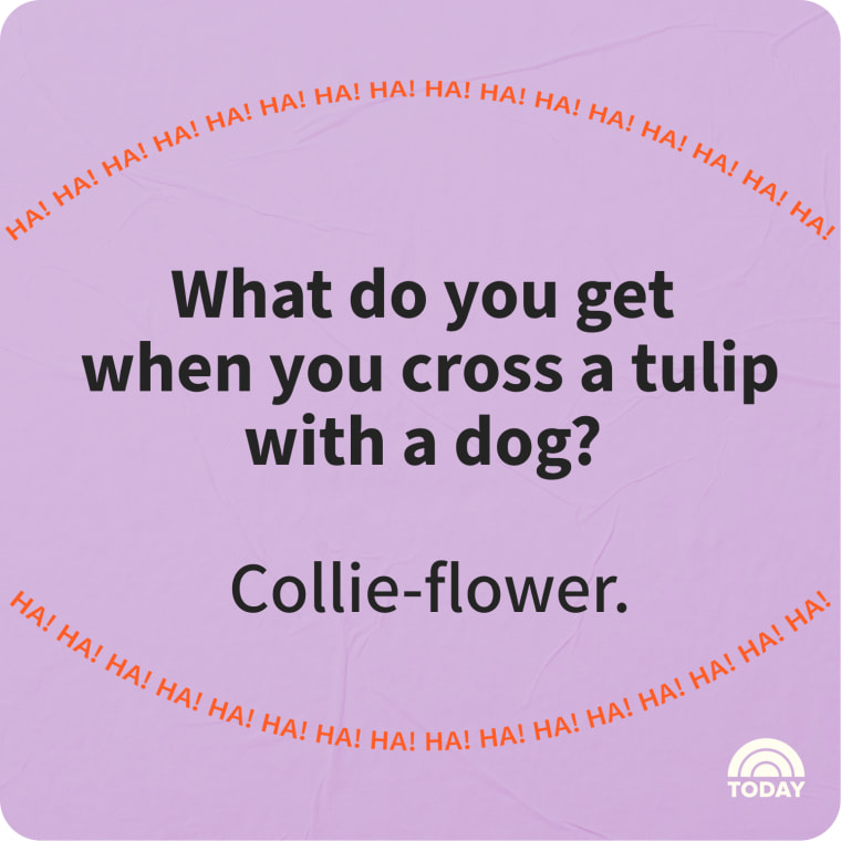 Spring Jokes